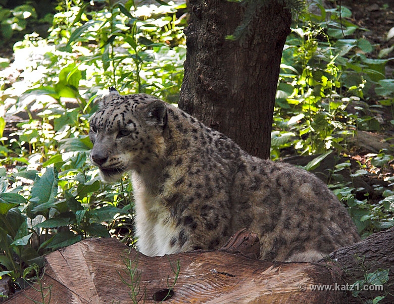 Snow Leopard 2